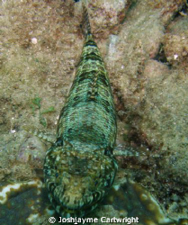 Lizard Fish sitting pretty at Junkyard on the Sunabe Sea ... by Josh&jayme Cartwright 